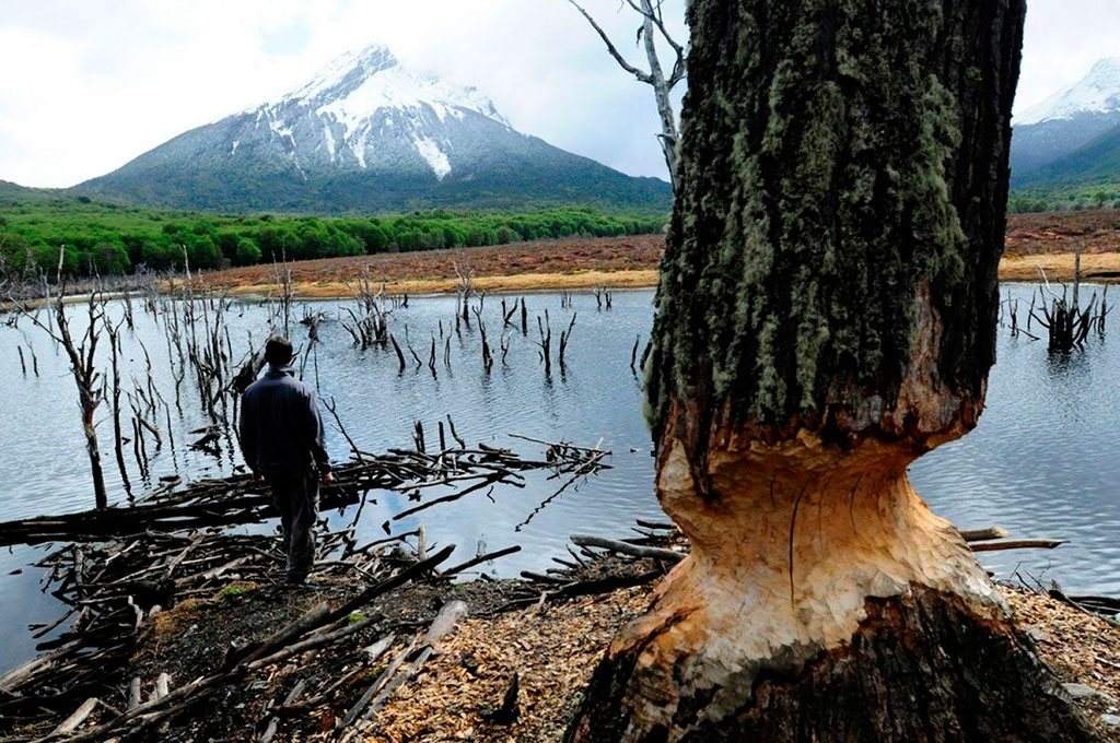 Plagas que afectan la biodiversidad El Sureño