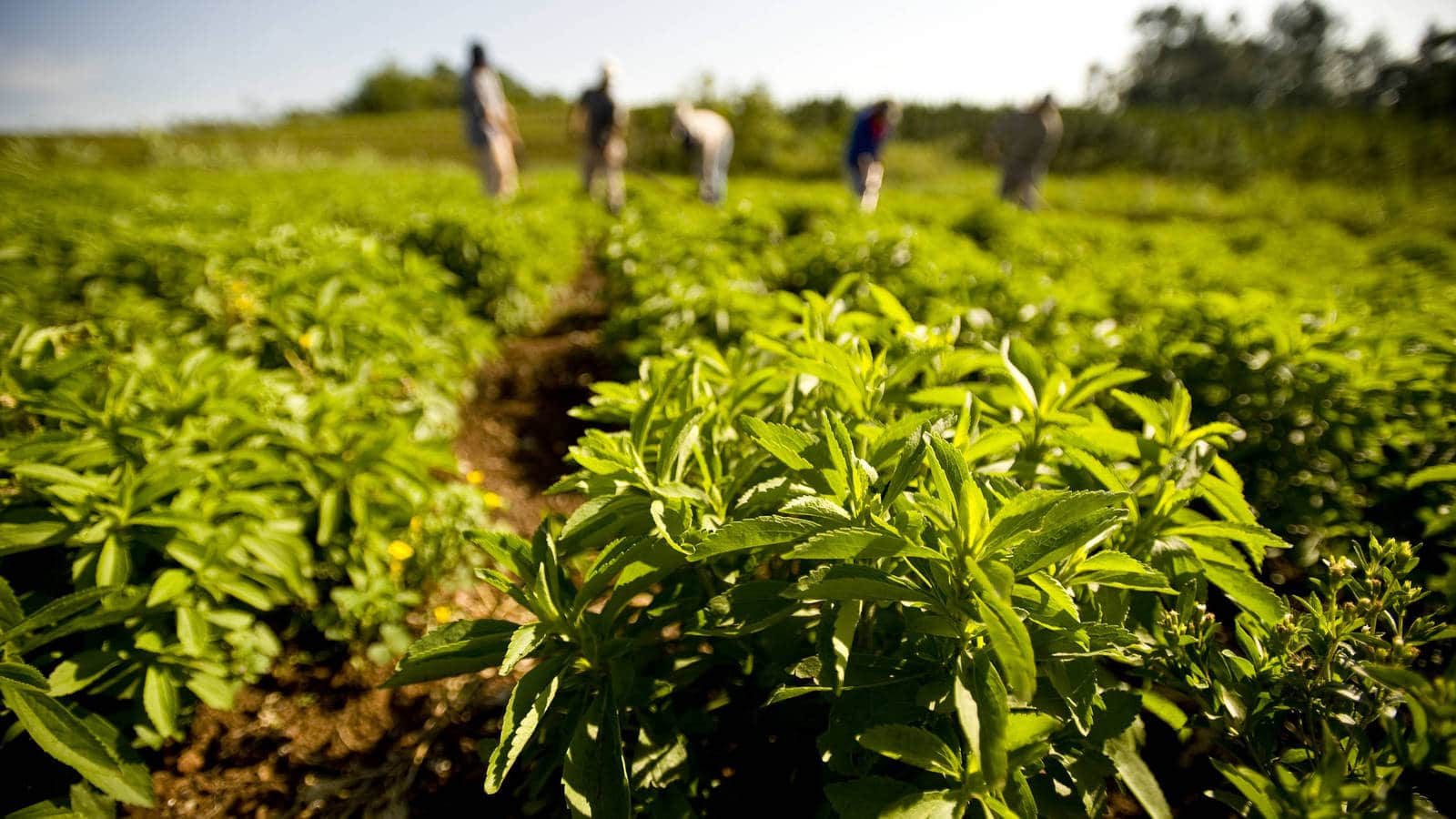 Stevia historia, propiedades y beneficios Diario El Sureño