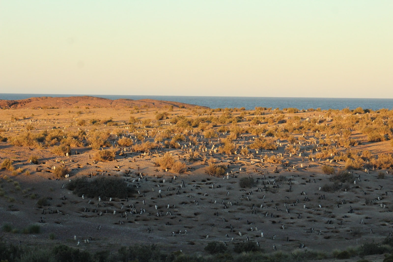 Reserva Cabo Dos Bahías pingüinos, lobos marinos, aves y un entorno