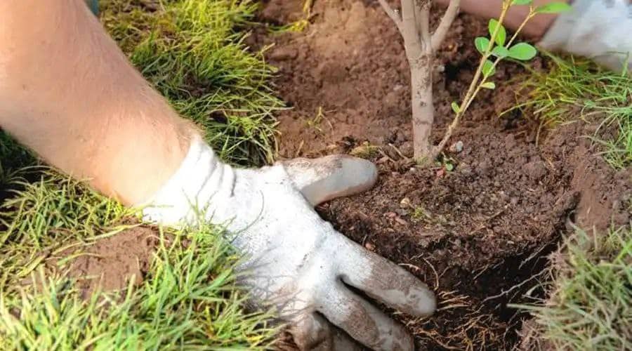 Bonifican en impuestos a quienes plantan árboles en las veredas