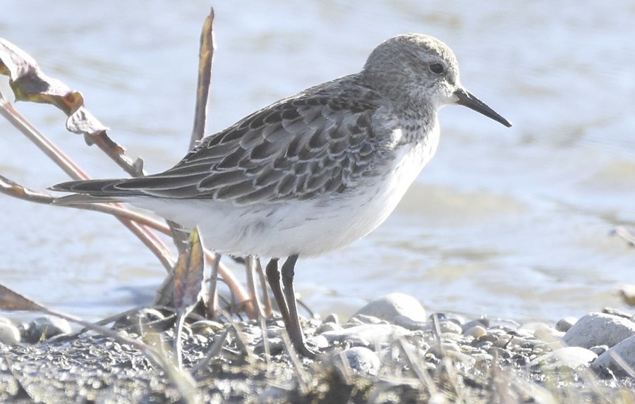Invitan a despedir las aves playeras este domingo