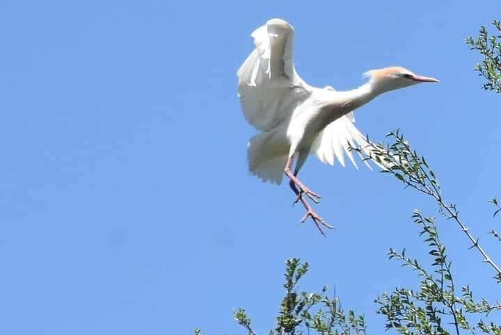 Gualeguaychú se consolida como destino verde y referente en conservación ambiental