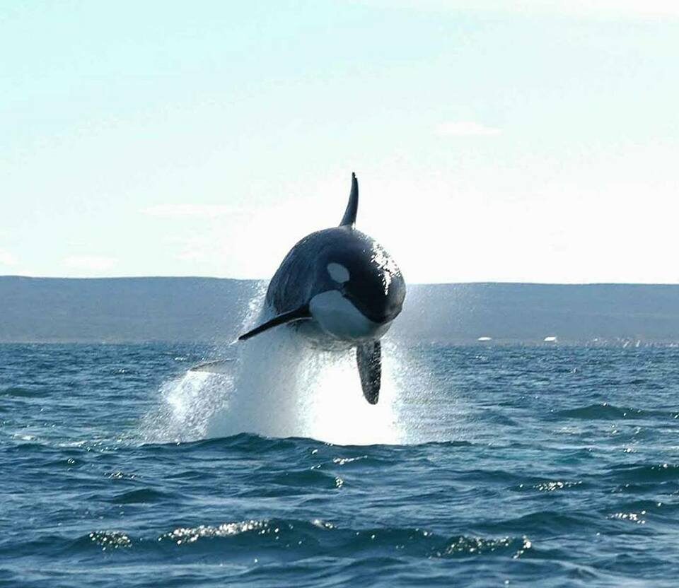 Las Grutas palpita la temporada de avistaje de fauna marina