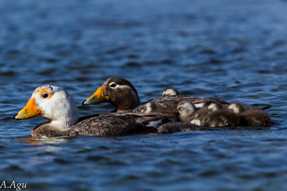 La increíble especie que “corre” sobre el agua y habita solo en las costas de Chubut