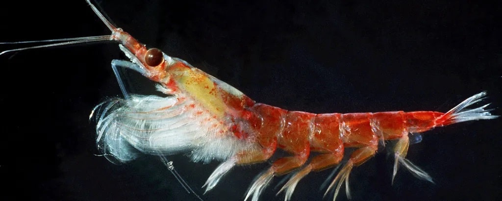 Flota noruega y china arrasan el krill antártico