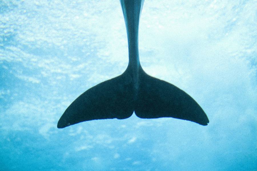 Turismo responsable en el Día mundial dedicado a las Ballenas y los Delfines