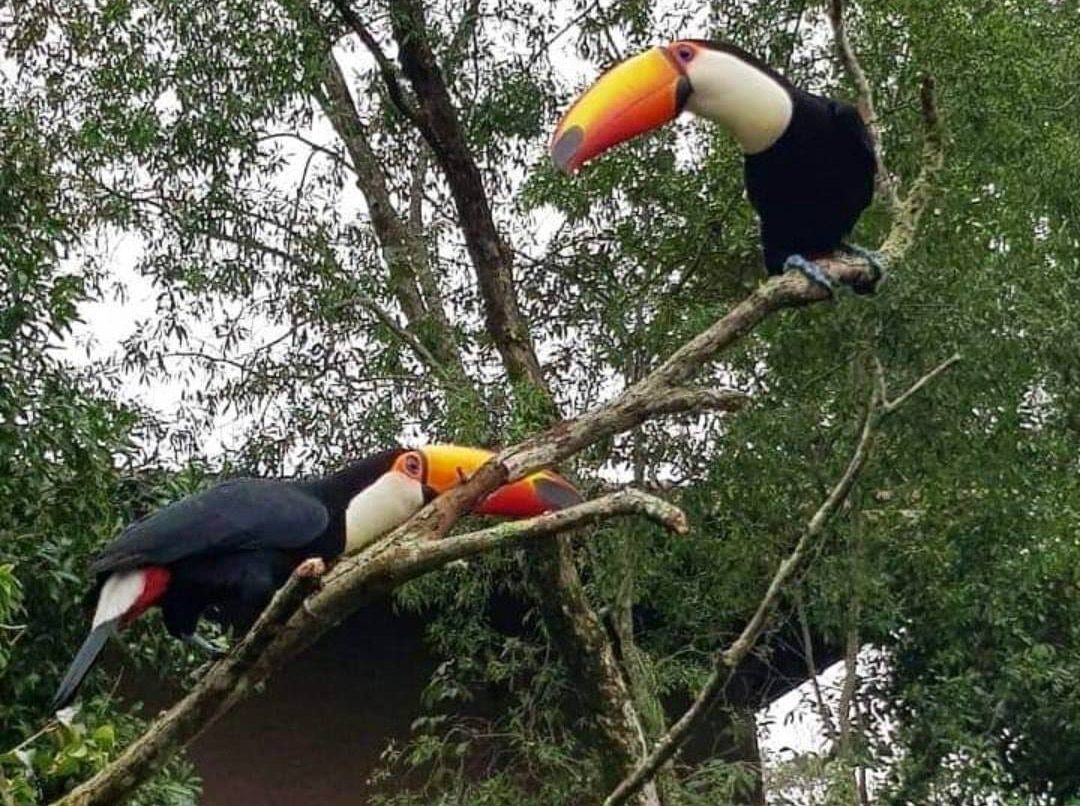 Escapadas cálidas en invierno: la Mesopotamia argentina propone termas, fauna, arte, selva tropical y más