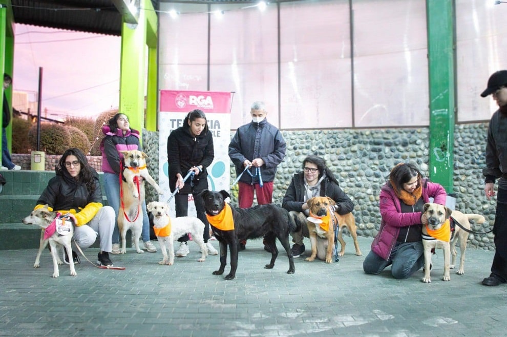 Este domingo se realizará una nueva jornada de adopción responsable de mascotas