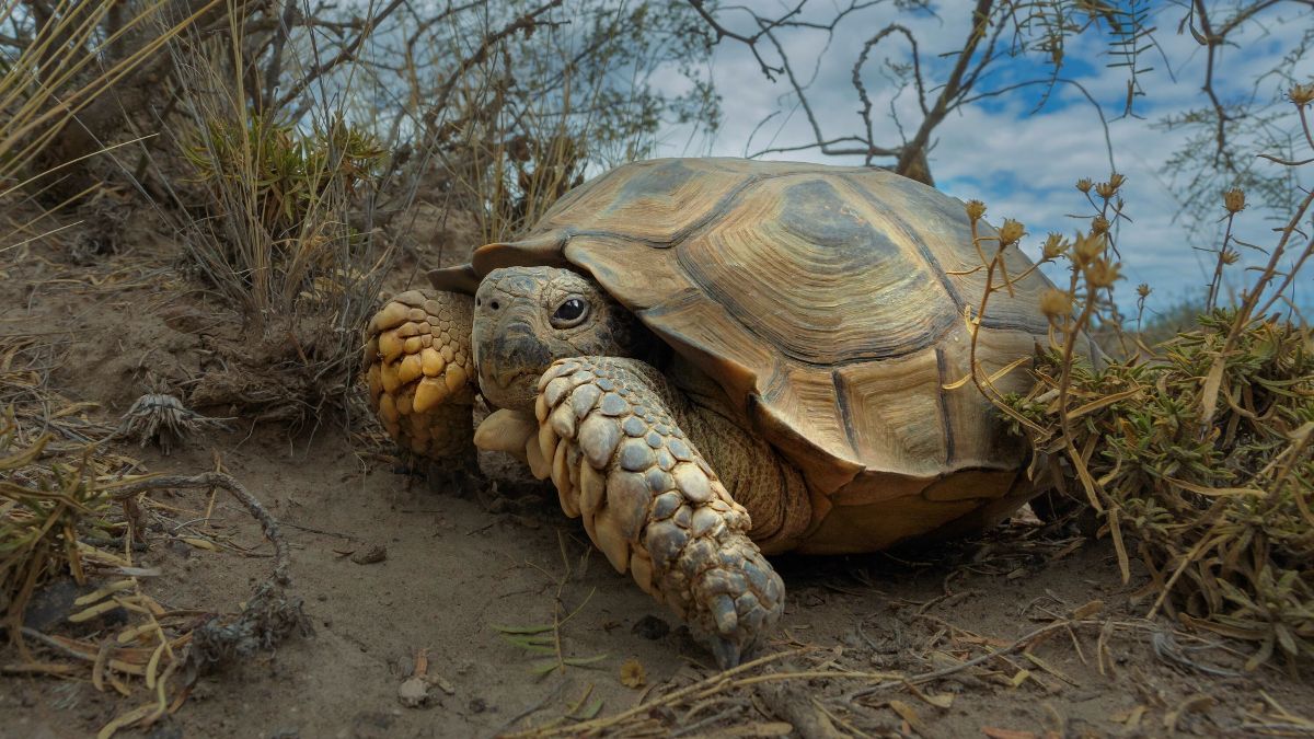 #HayViajesQueMarcanVidas: el rol del turismo para ayudar a prevenir el tráfico de vida silvestre