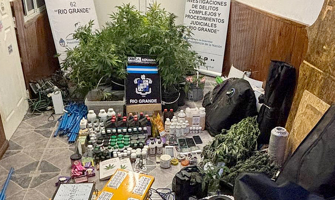 Procedimiento de Gendarmería: secuestraron 55 plantas de cannabis
