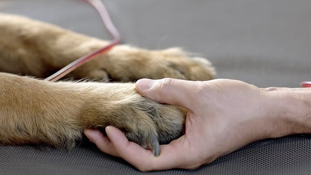 Un perrito, Felipe, necesita un donante de sangre