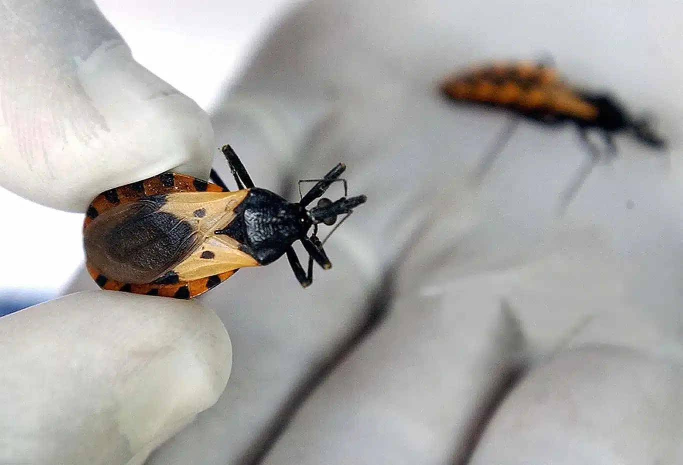 Tres de cada diez personas con la enfermedad de Chagas desarrollan síntomas