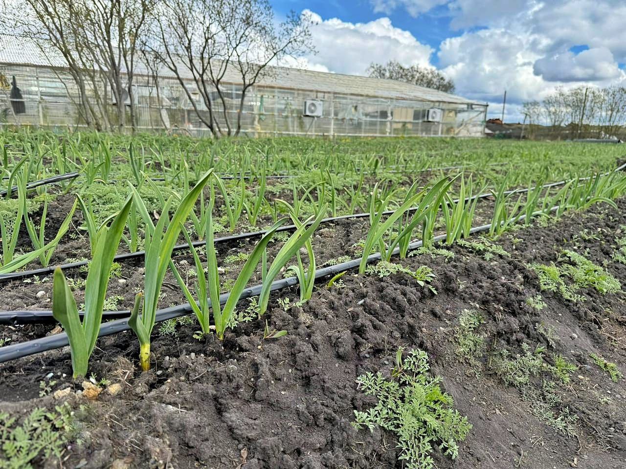 Sistema de riego por goteo en la plantación de ajos violetas de RGA Alimentos