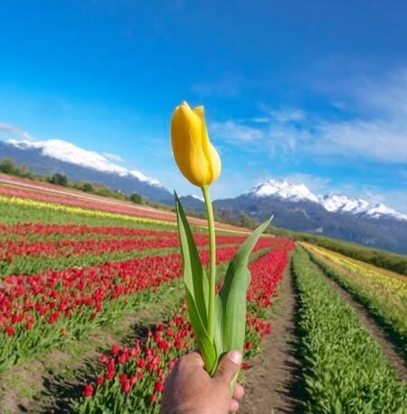 Chubut participó de la Apertura de Temporada de Tulipanes 2025