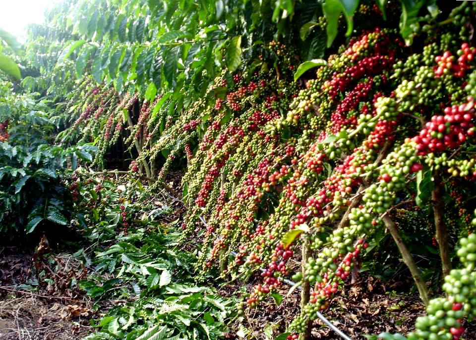 El cultivo de café florece en el estado amazónico de Brasil y promete transformar economía local