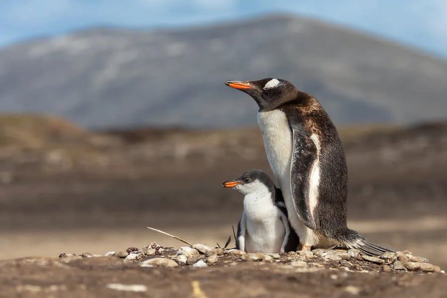 Gripe aviar: pingüinos Gentoo desaparecieron de una playa