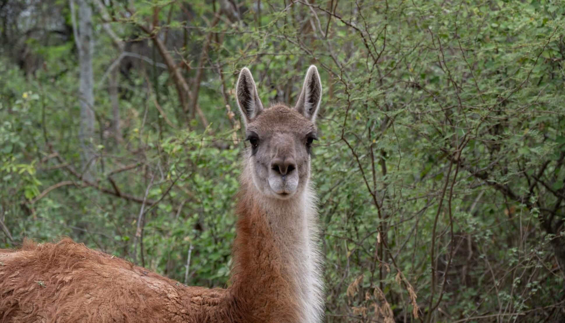 El guanaco regresa al Impenetrable y suma un atractivo para el turismo de naturaleza