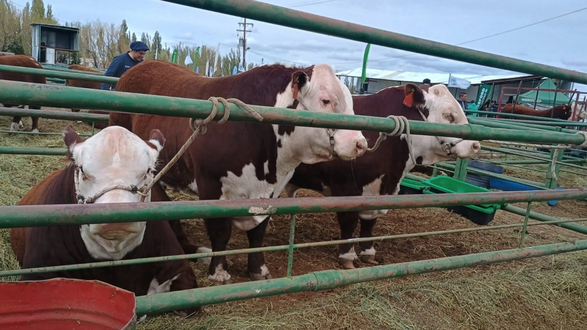 SENASA verificó la sanidad de bovinos que ingresaron a exposiciones rurales