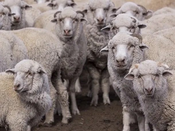 ¡Atención! SENASA declaró la alerta sanitaria en Chubut por sarna ovina