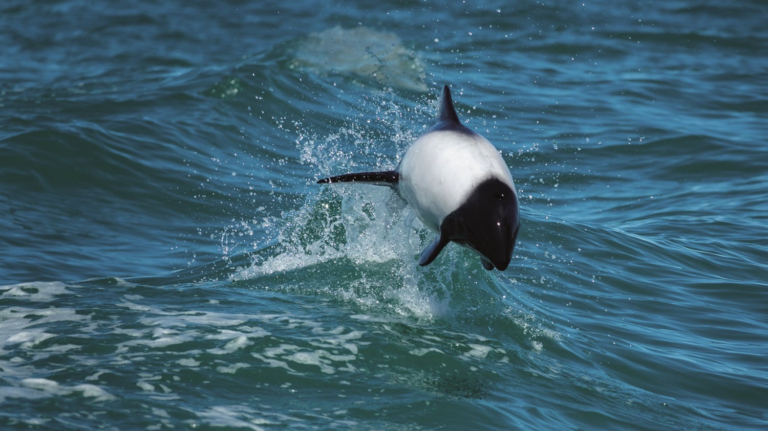 Es uno de los delfines más pequeños del mundo y ofrece un espectáculo único en las costas de Chubut